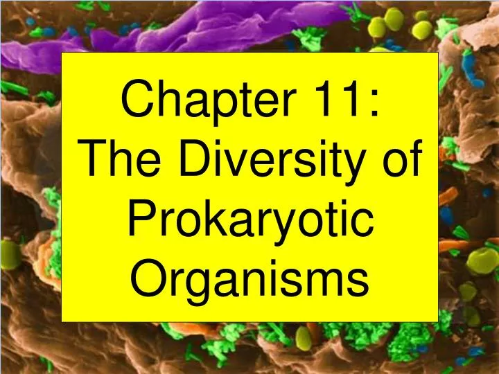 chapter 11 the diversity of prokaryotic organisms