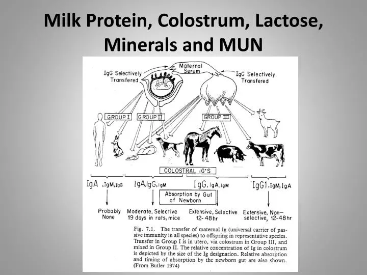 milk protein colostrum lactose minerals and mun
