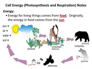 Cell Energy (Photosynthesis and Respiration) Notes Energy: