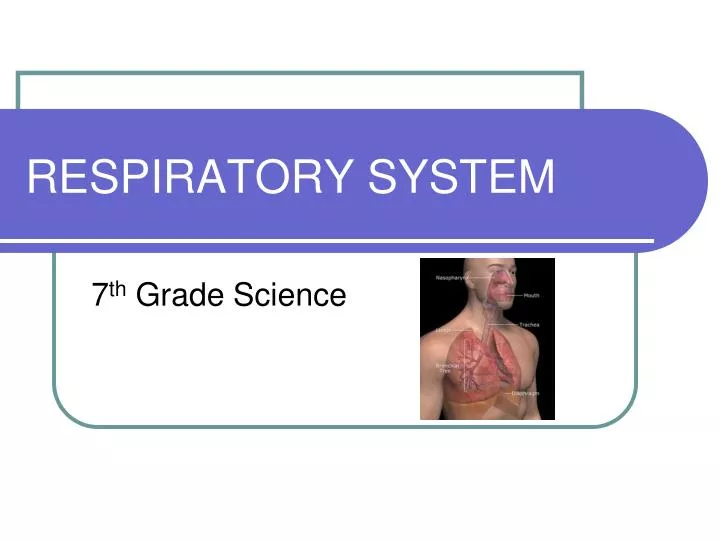 respiratory system