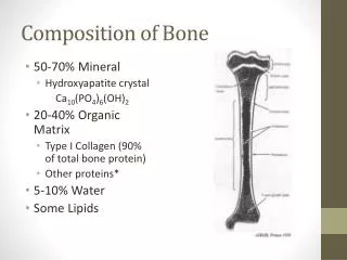 Composition of Bone