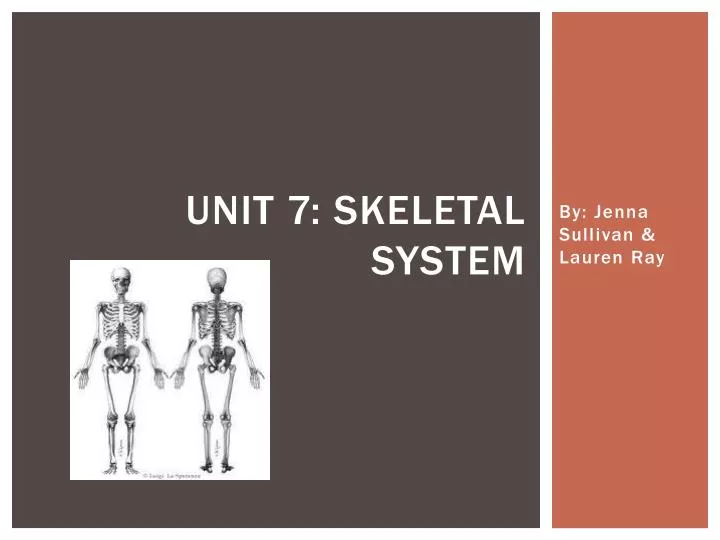 unit 7 skeletal system