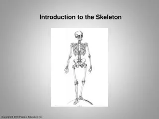 Introduction to the Skeleton