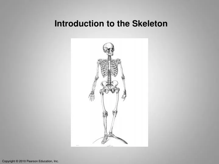 introduction to the skeleton