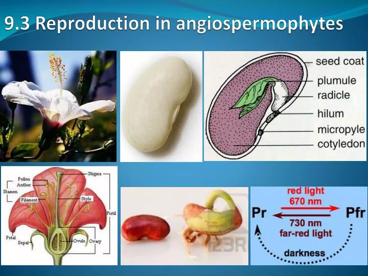 9 3 reproduction in angiospermophytes