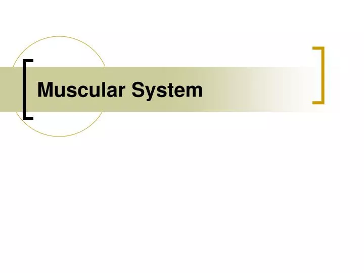 muscular system