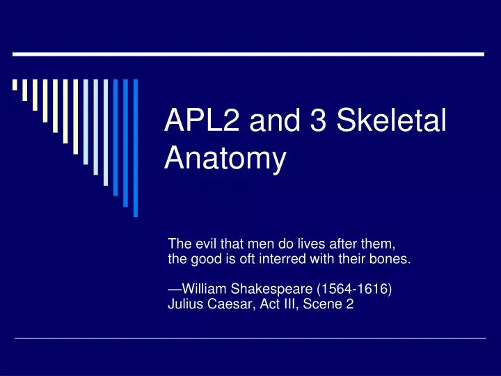 apl2 and 3 skeletal anatomy