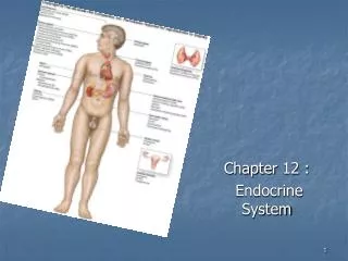 Chapter 12 : Endocrine System