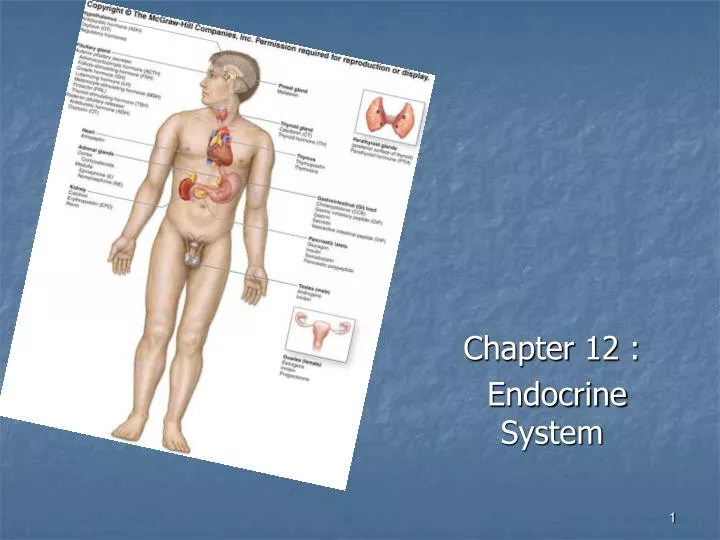 chapter 12 endocrine system