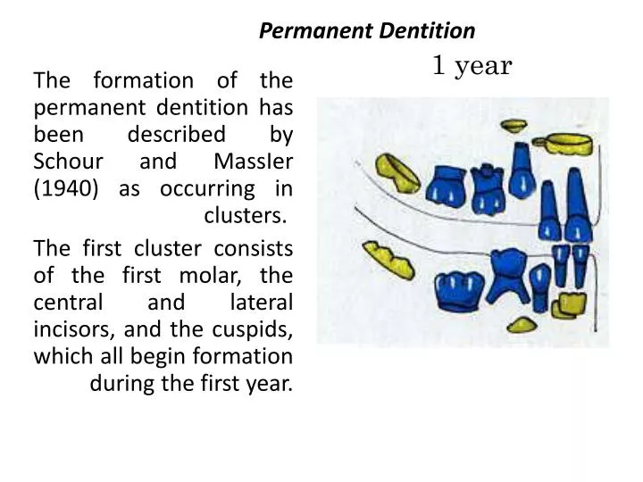 permanent dentition