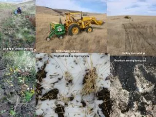 Seeding of willows and oaks