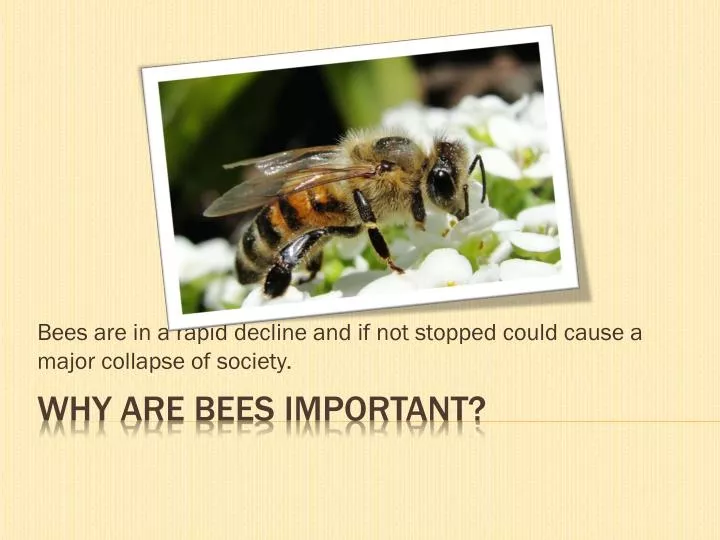 bees are in a rapid decline and if not stopped could cause a major collapse of society