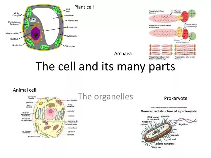 the cell and its many parts