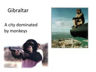 Gibraltar A city dominated by monkeys