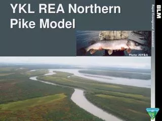 YKL REA Northern Pike Model