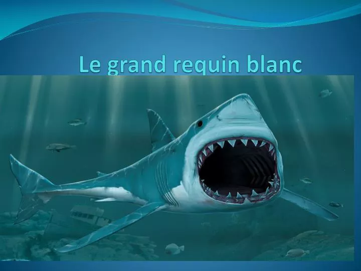 le grand requin blanc