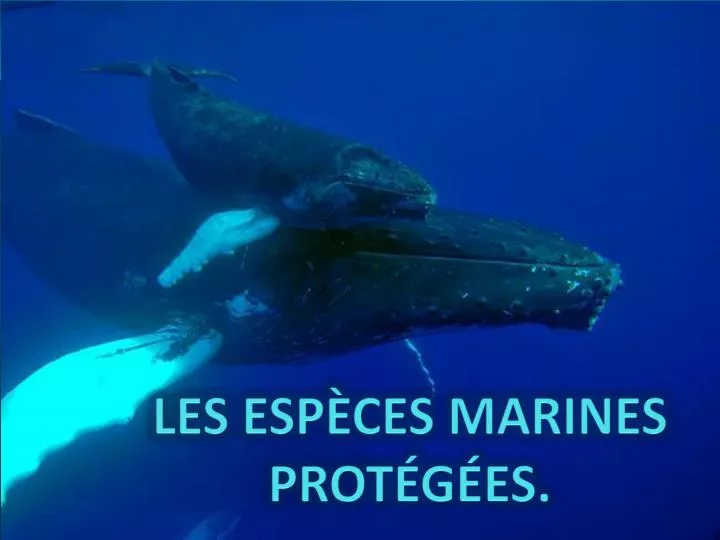 les esp ces marines prot g es