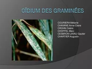 o dium des gramin es