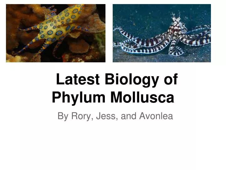 latest biology of phylum mollusca