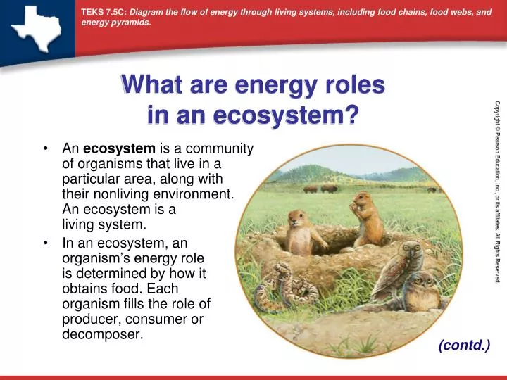 what are energy roles in an ecosystem