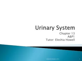 Urinary System