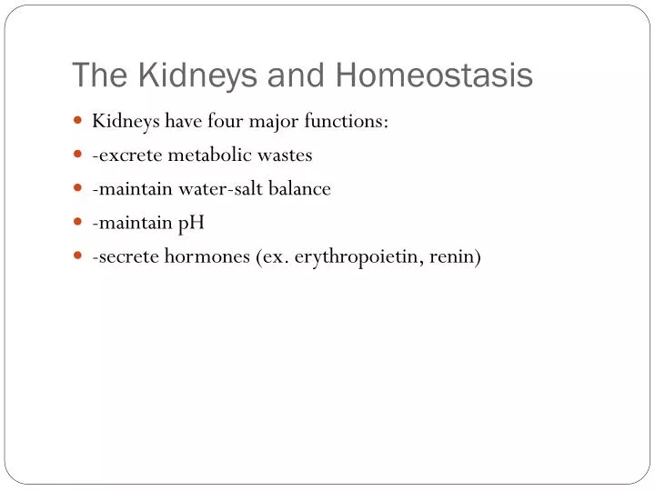 the kidneys and homeostasis