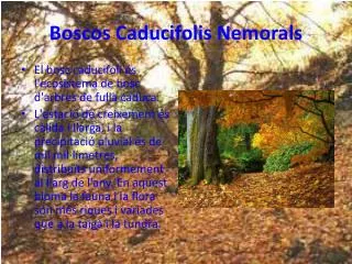 boscos caducifolis nemorals