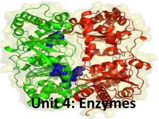 Unit 4: Enzymes