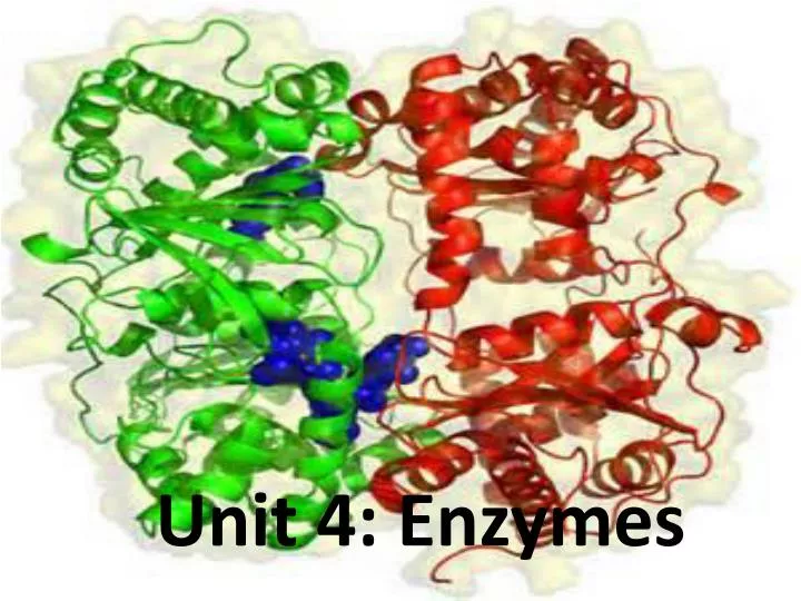 unit 4 enzymes