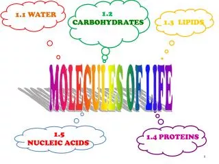 1.2 CARBOHYDRATES