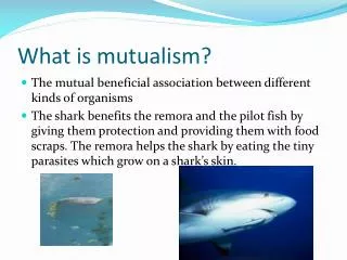 What is mutualism?