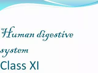 Human digestive system Class XI