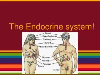 The Endocrine system!