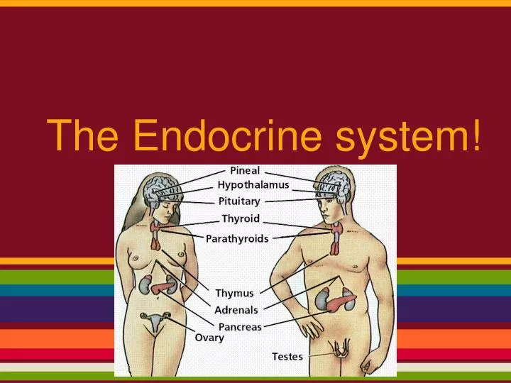 the endocrine system