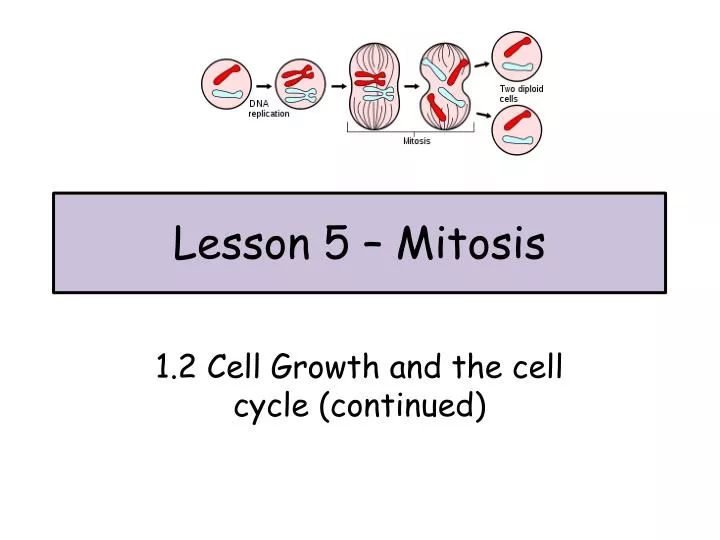 lesson 5 mitosis
