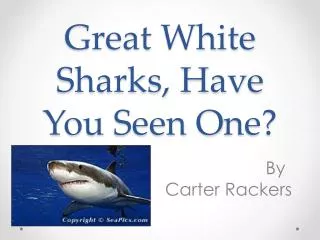 Great White Sharks, Have You S een O ne?