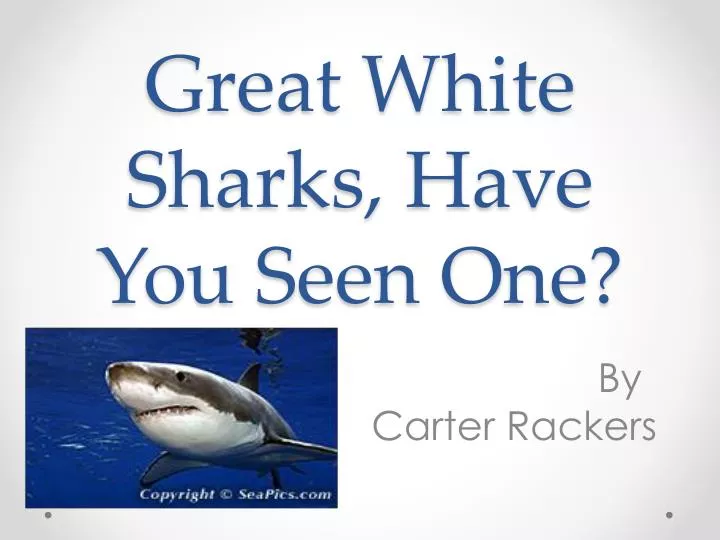 great white sharks have you s een o ne
