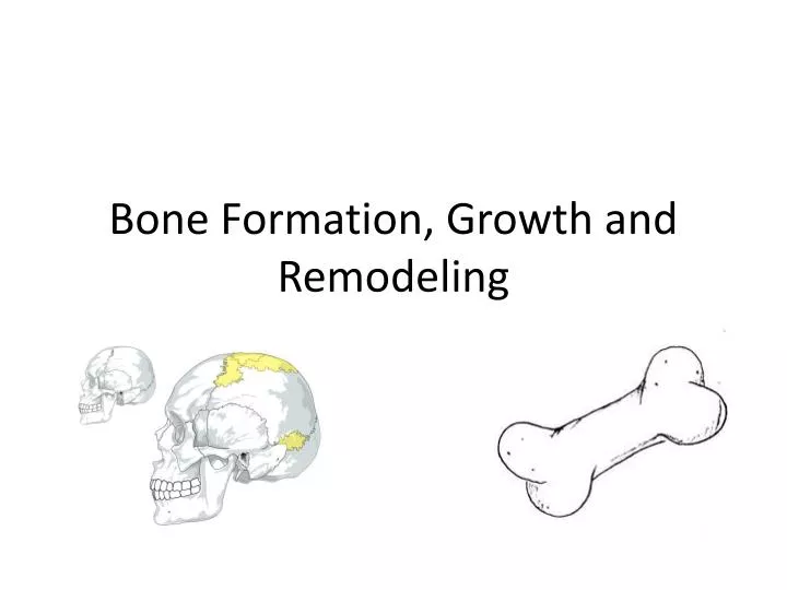 bone formation growth and remodeling
