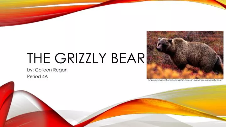 the grizzly bear