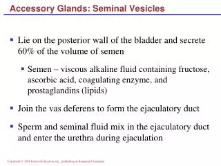 Accessory Glands: Seminal Vesicles