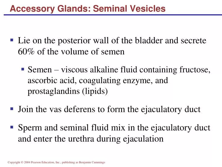 accessory glands seminal vesicles