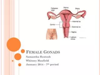 Female Gonads