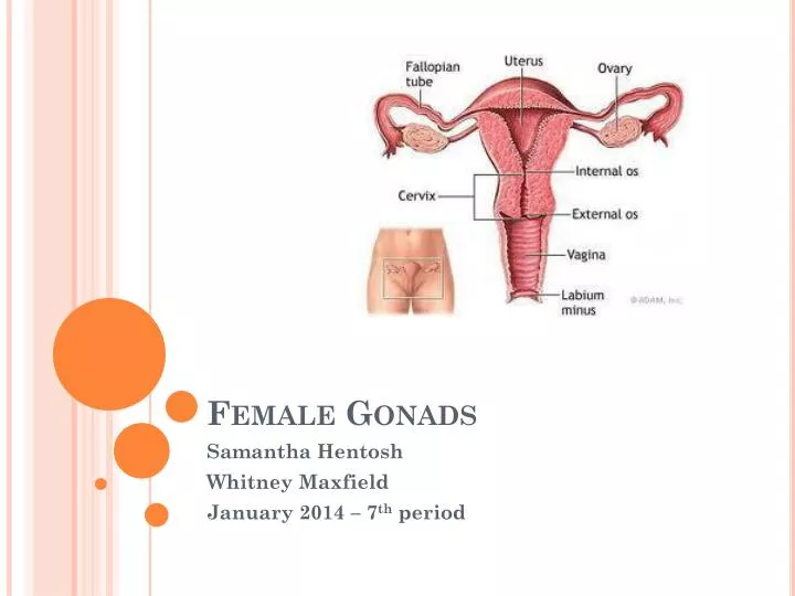 female gonads