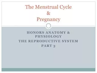 The Menstrual Cycle &amp; Pregnancy