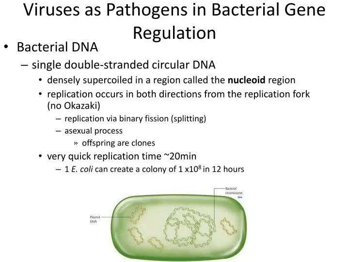 viruses as pathogens in bacterial gene regulation