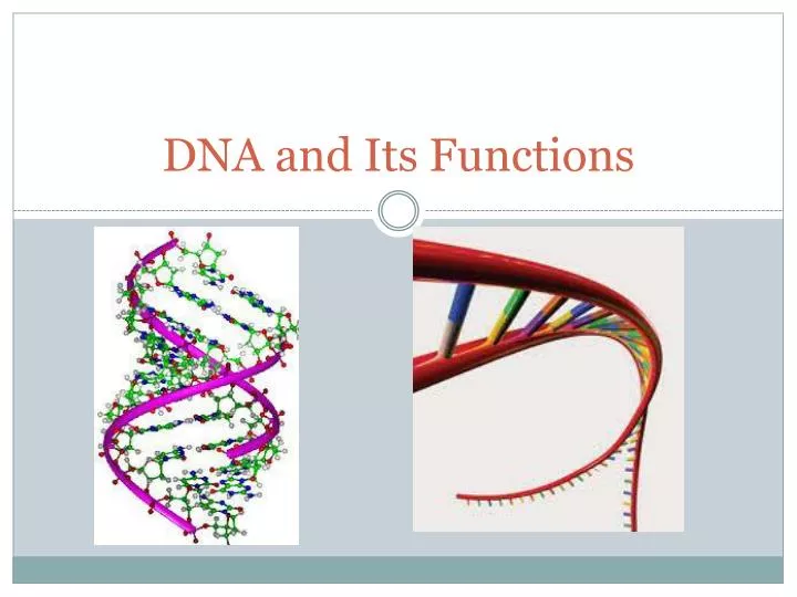 dna and its functions