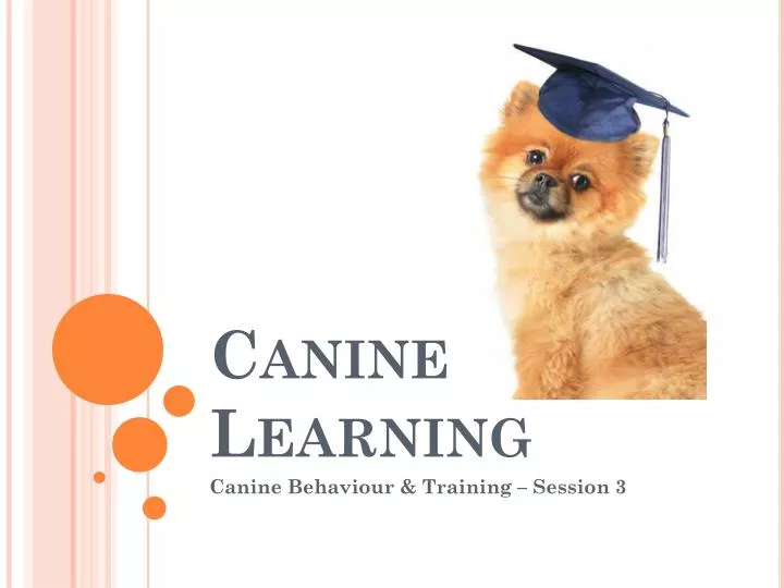 canine learning