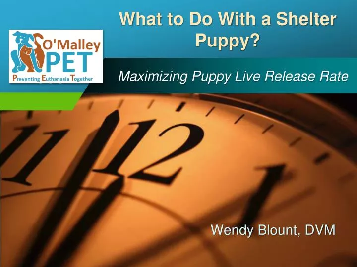 maximizing puppy live release rate