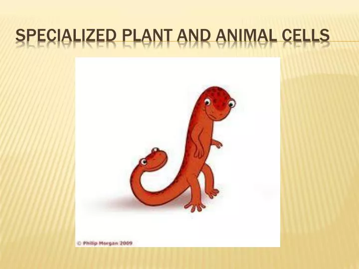specialized plant and animal cells
