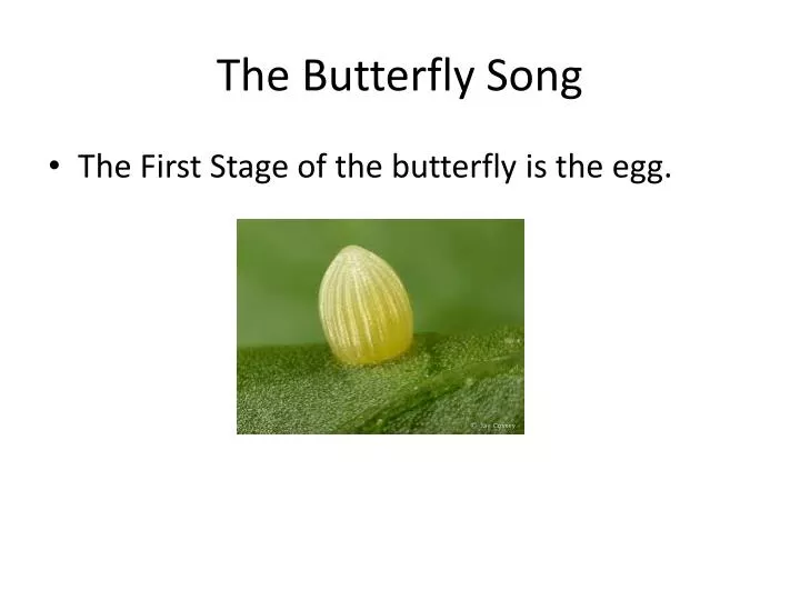 the butterfly song